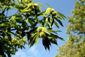 低糖質の栗きんとんレシピはどのように作るの？